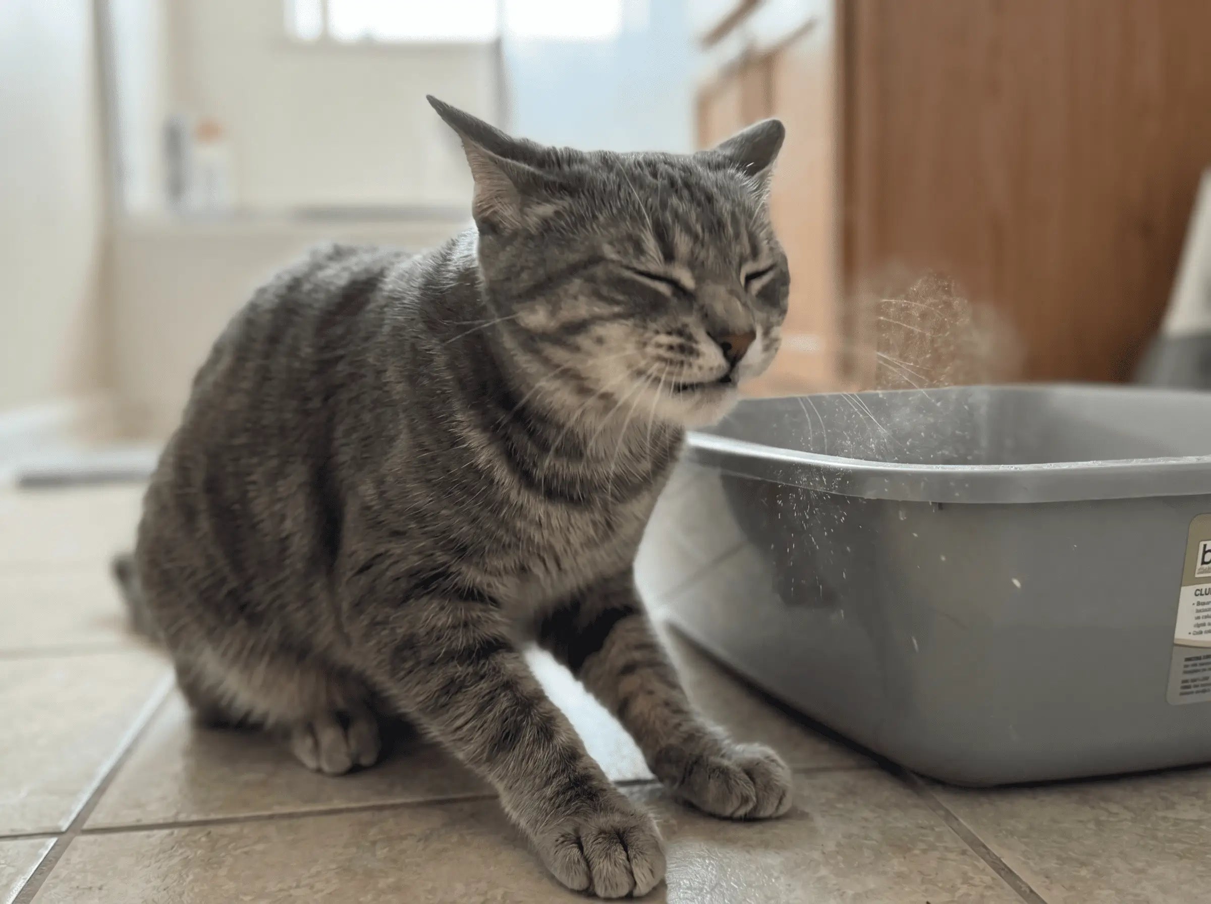 Chat tigré gris en plein éternuement à côté du bac à litière
