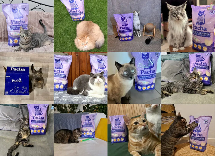 Mosaïque de photos clients Pacha — chats de toutes races posant à côté de leur sac Pacha violet, partagées par la communauté Trustpilot