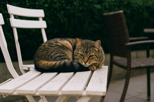 Chat tigré allongé dans un jardin sur une chaise avec des chaises pour invités – Litière Pacha