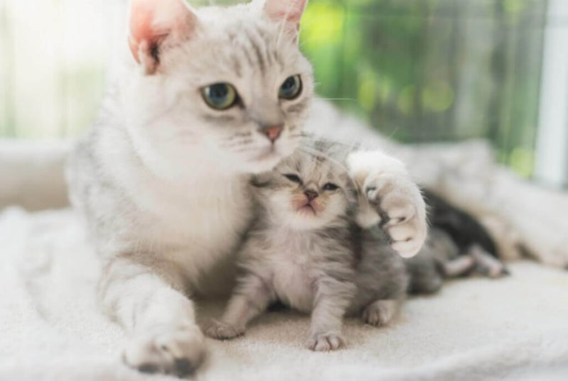 12. Convient à Tous les Chats
