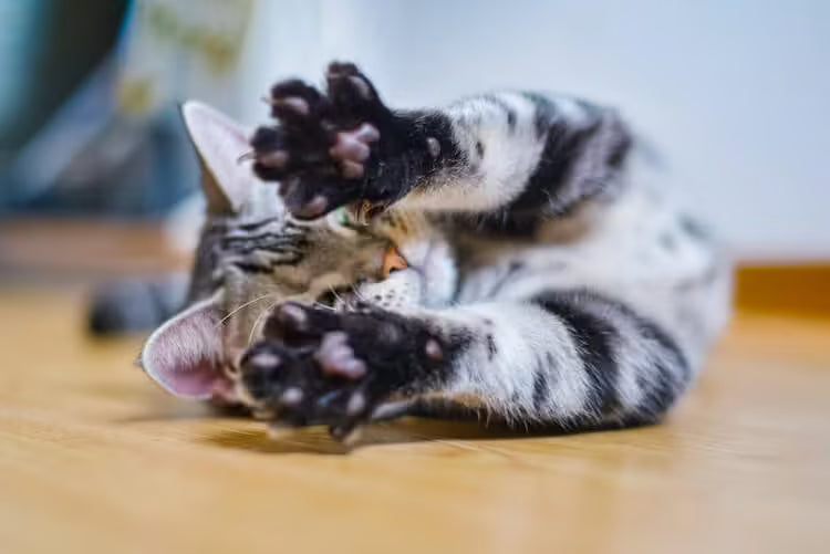 7. Ne colle pas aux pattes