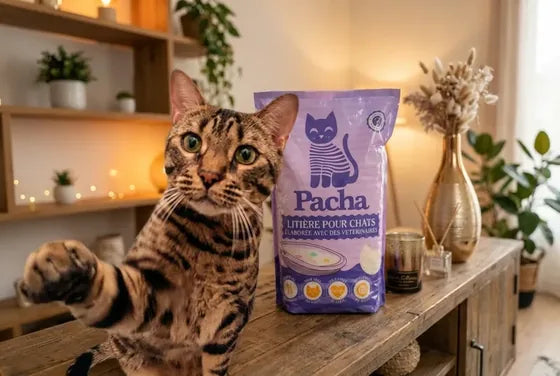 Chat Bengal avec sac Pacha