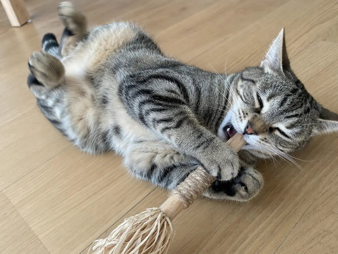 Chat tigré gris en pleine matatabi dance, mâche le bâtonnet