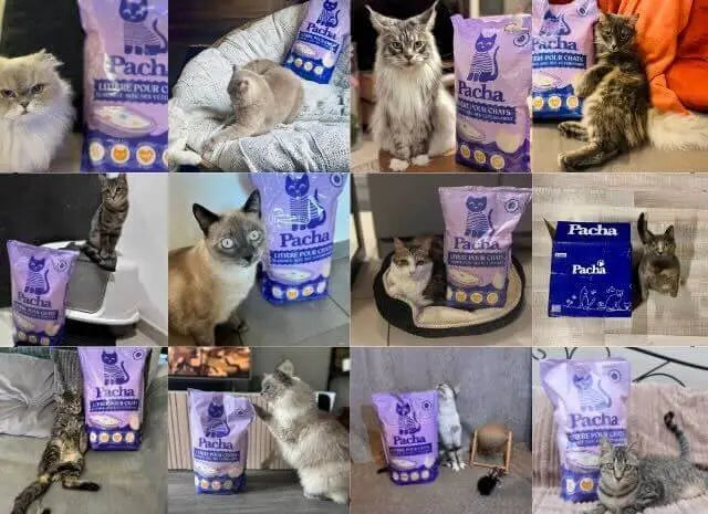 Mosaïque de photos clients Pacha — chats de toutes races avec leur sac Pacha violet et leur bac de cristaux, partagées par la communauté Trustpilot