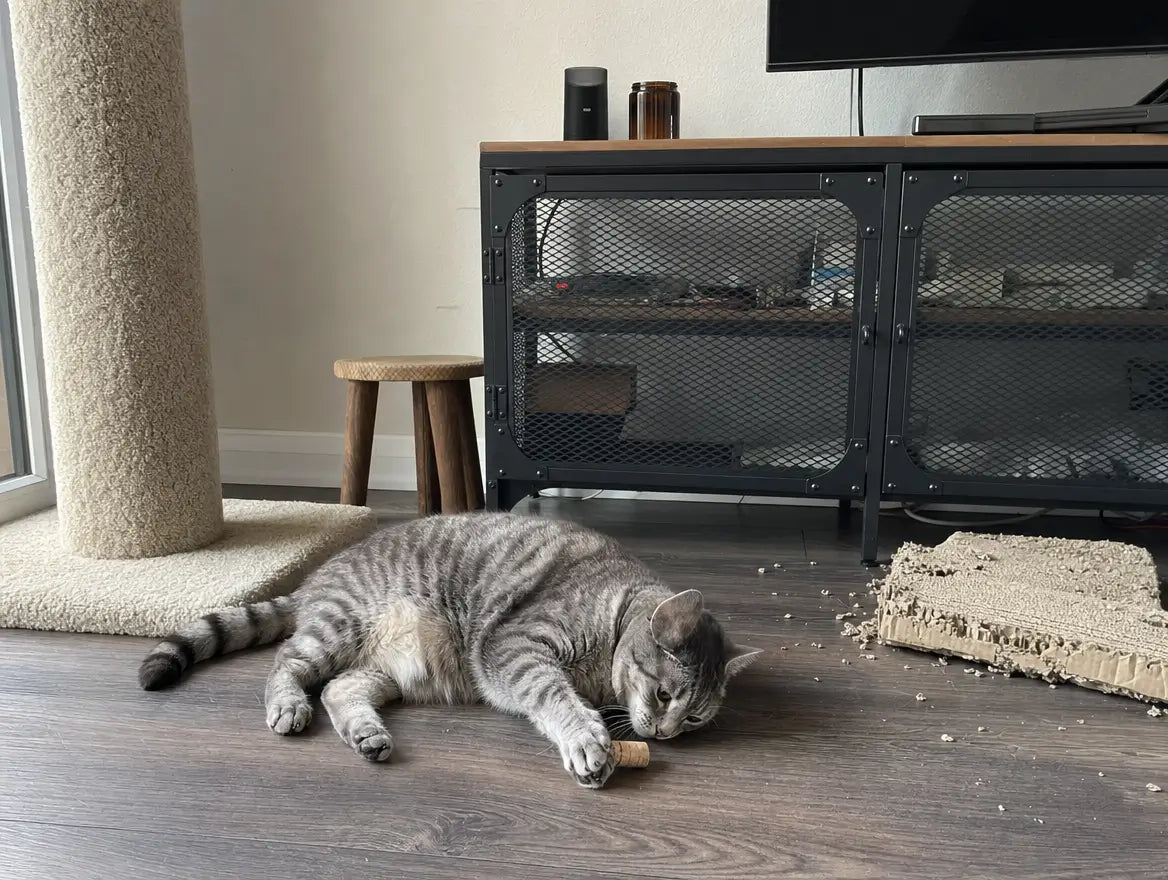 Poteau à griffer vertical en moquette industrielle dans un coin de salon, intact, à côté d'un griffoir en carton plat défoncé