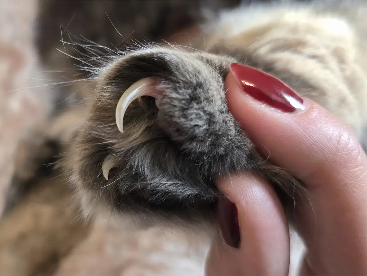 Gros plan sur la patte d'un chat avec une griffe longue qui dépasse, tenue par une main aux ongles vernis rouge