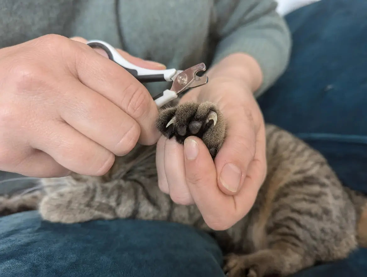 Gros plan sur deux mains tentant de couper les griffes d'un chat tigré dont la patte est crispée