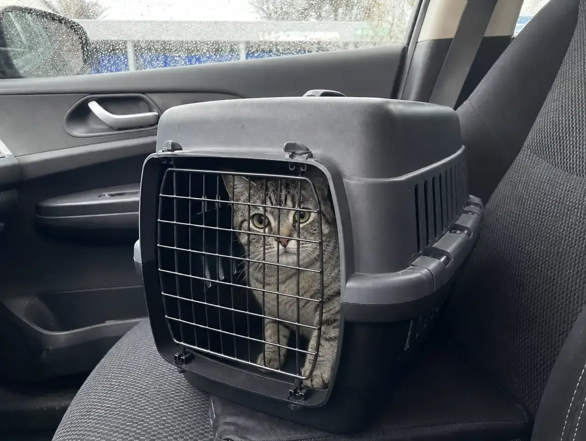 Milo dans sa cage de transport posée sur le siège passager avant de la voiture, regard inquiet à travers la grille — en route chez le véto